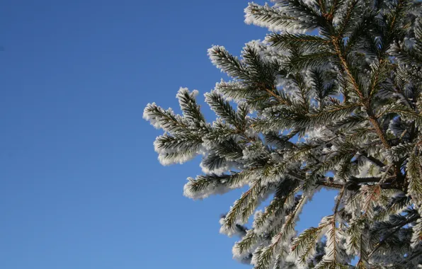 Picture winter, snow, blue, tree, Tree