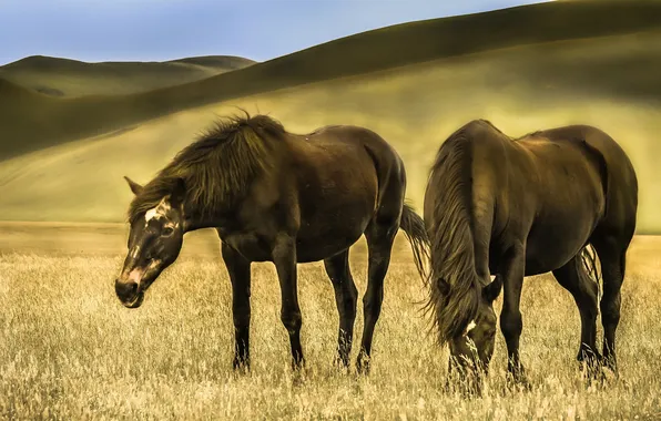 Picture grass, hills, horse, meadow
