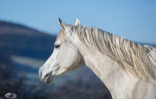 The sky, face, horse, horse, mane, profile, neck, (с) Oliver Seitz