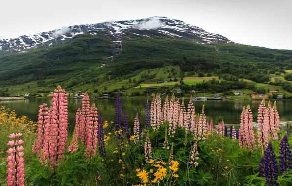 Picture flowers, mountains, shore, Norway, Bay, the fjord, Lupin, Nordfjord, Olden
