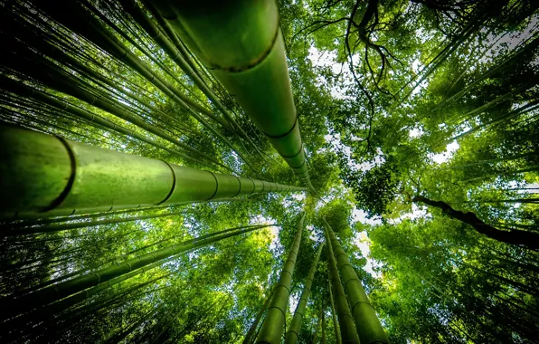 Greens, up, bamboo