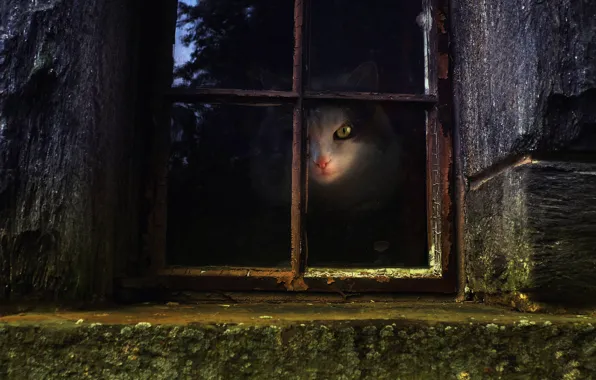 Cat, cat, look, light, house, the dark background, frame, window
