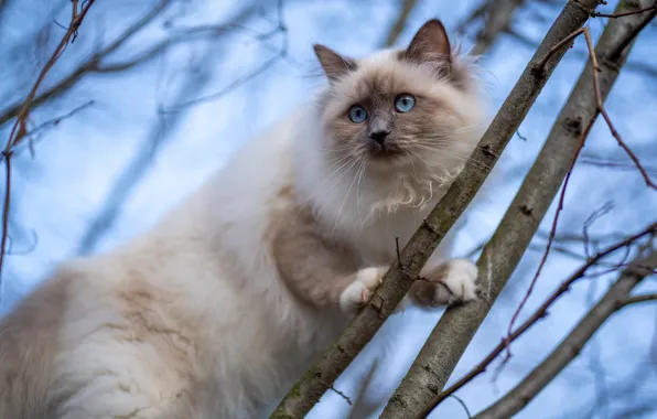 Cat, cat, look, branches, nature, pose, tree, blue eyes