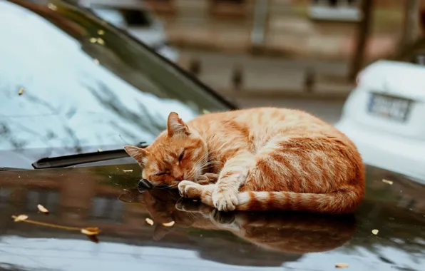 Machine, autumn, cat, cat, glass, leaves, pose, house