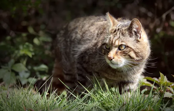 Grass, cat, look, face, leaves, light, pose, sneaks