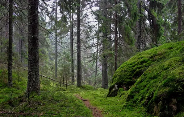 Picture forest, trees, nature, path