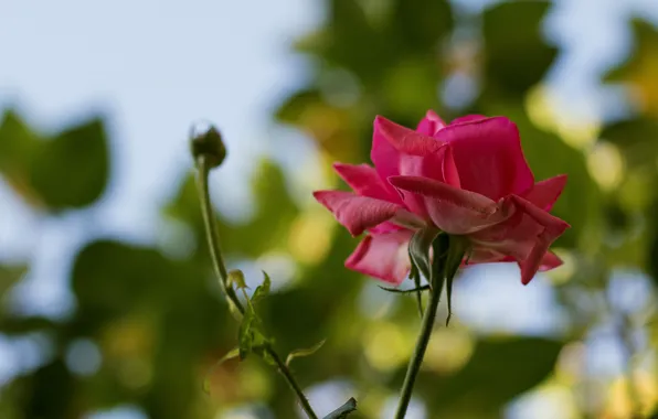 Nature, rose, Bush, petals