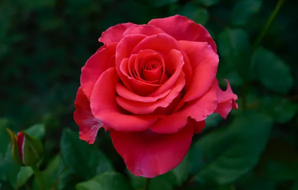 Picture roses, flowers, pink, red, the dark background, leaves