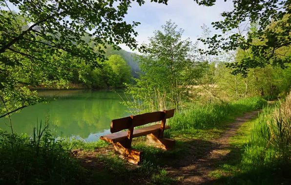 Greens, forest, grass, trees, bench, branches, lake, Switzerland