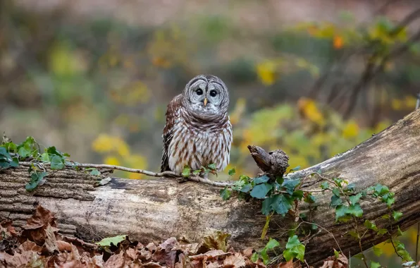 Picture owl, bird, log, owl