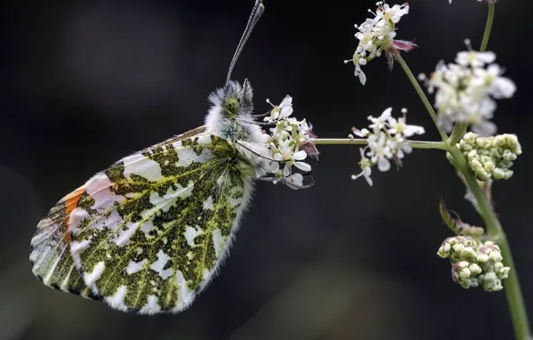 Picture macro, butterfly, flowers, dawn