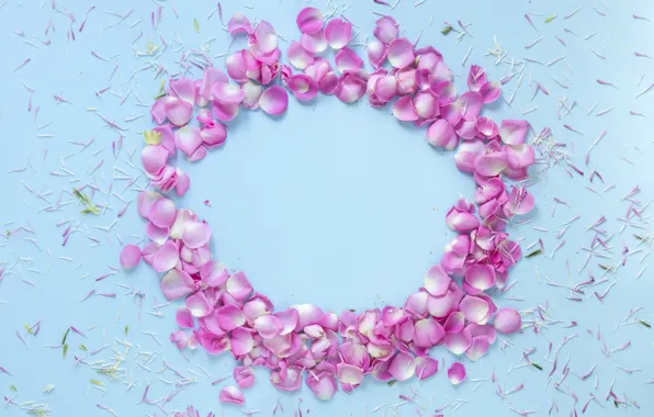 Flowers, background, blue, roses, petals, pink, rose, buds