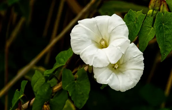Leaves, flowers, white, Duo, Liana, morning glory