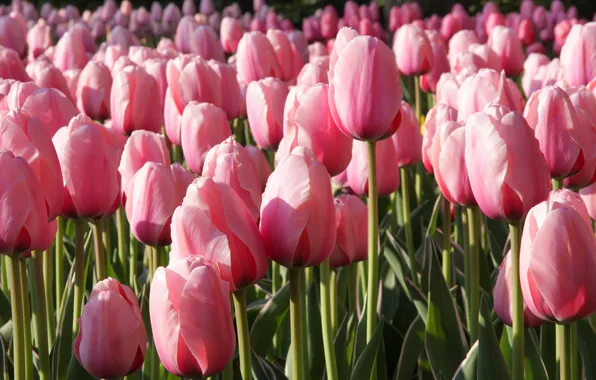 Flowers, spring, tulips, pink, flowerbed