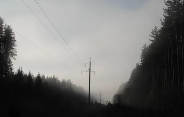 Forest, fog, morning, haze, power lines
