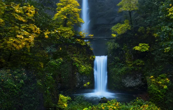 Forest, water, trees, bridge, nature, waterfall, Oregon, USA