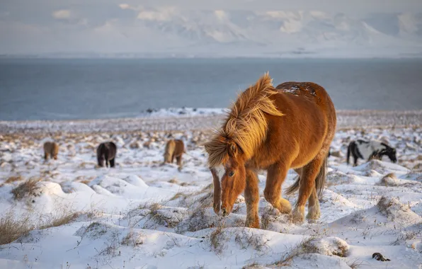 Winter, field, snow, mountains, horse, shore, horse, horses