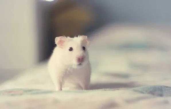 Picture white, animals, hamster