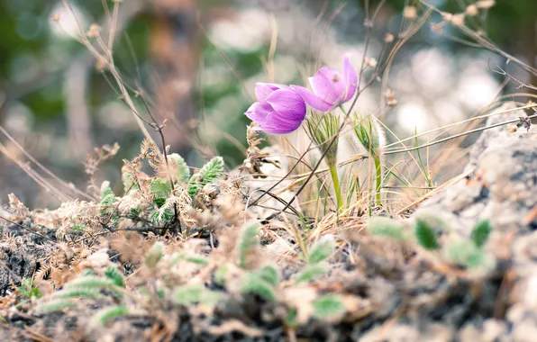 Flowers, nature, spring