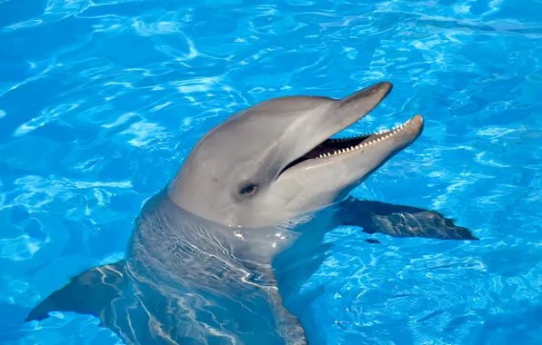 Picture water, Dolphin, smile, dance