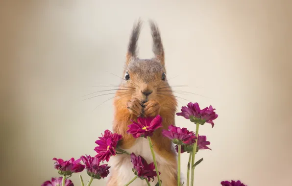Picture portrait, flowers, background, bouquet, protein, legs, pink