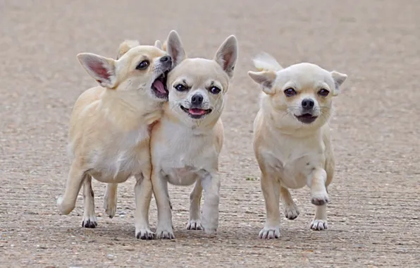 Dogs, walk, friends, three, comrades, Chihuahua