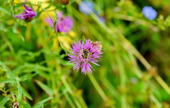 Nature, bee, background, minimalism, plants, Flower, insect