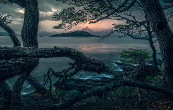 Trees, mountains, branches, shore, twilight, pond, driftwood