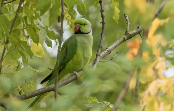 Picture leaves, branches, bird, parrot, Indian ringed parrot, Alexandrine parrot Kramer