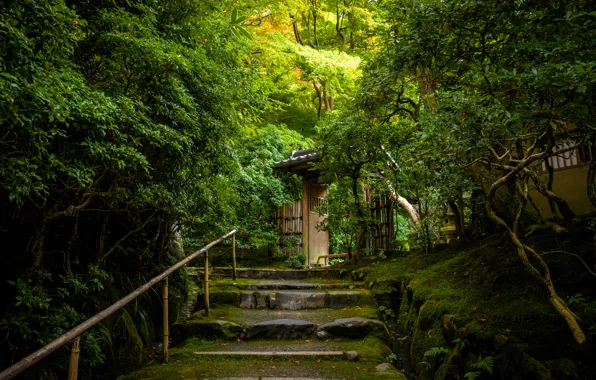 Trees, moss, gate, Japan, stage, Japan