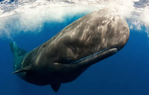 Picture sea, the ocean, under water, mammal, Sperm whale, toothed whale