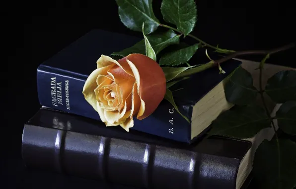 Picture Rosa, mood, rose, book, drops