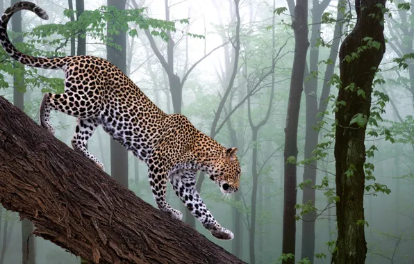 Forest, photoshop, branch, leopard