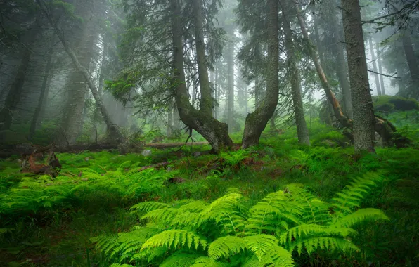 Picture forest, trees, fog, forest, fern, trees, fog, fern