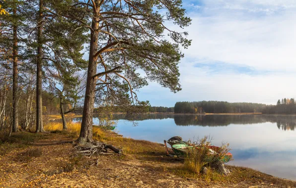 Picture forest, lake, boats