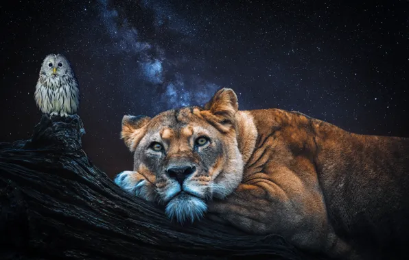 Forest, face, night, rendering, owl, bird, lioness