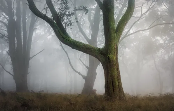 Picture forest, grass, leaves, trees, branches, fog, Park, morning