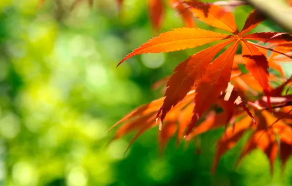 Picture autumn, macro, glare, foliage, branch