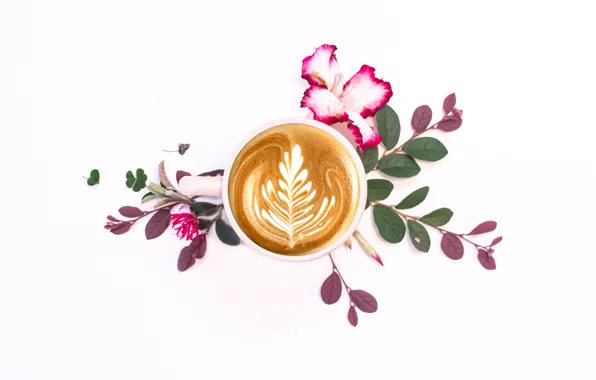 Flowers, plant, coffee, white background, drink