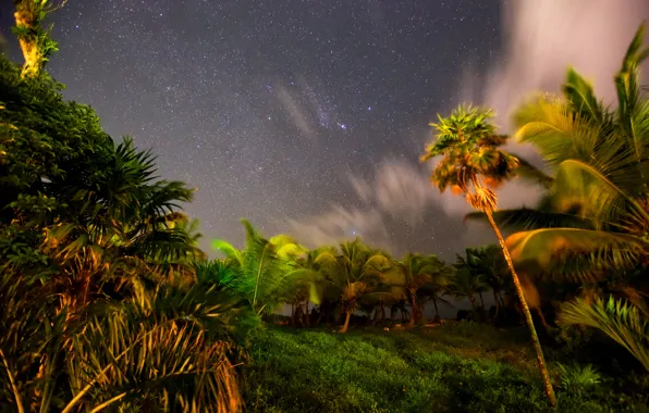 The sky, stars, night, tropics, palm trees