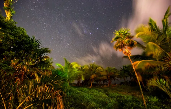 Picture the sky, stars, night, tropics, palm trees