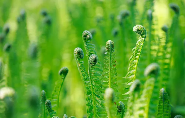 Greens, leaves, macro, nature, glade, spring, green, leaves