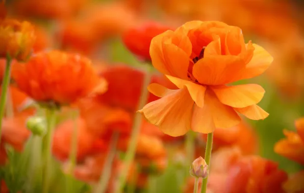 Summer, nature, flowering, Asian Buttercup