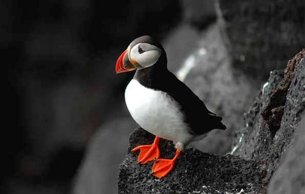 Picture rock, Bird, Atlantic puffin, Fratercula arctica, Puffin