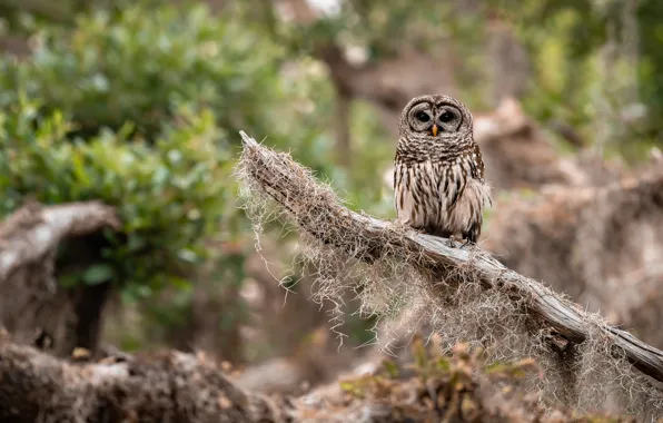 Picture branches, nature, owl, bird, moss, bitches, bokeh, owl