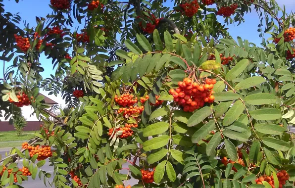 Sunny day, Rowan, bunches of Rowan