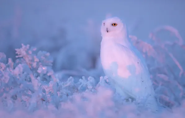 Winter, frost, look, light, snow, owl, bird, beauty