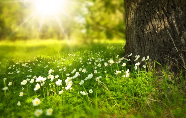 Nature, Beauty, Nature, Grass, Wood, Meadow, Sunlight, Greenery