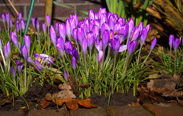 Flowers, Board, spring, garden, crocuses, pink, lilac, Bush