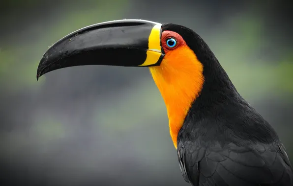 Background, bird, portrait, beak, profile, Toucan, Tukan-Ariel